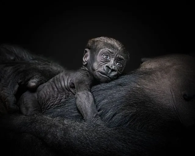 The baby gorilla hugs its mothers stomach, clutching her and looking lovingly into her eyes in a moment where the mother initially hid her baby from the eyes of outsiders, until she was happy to reveal her treasured offspring to the lucky photographer in Rotterdam, The Netherlands on July 11, 2022. (Photo by Barabara Kempenee/Media Drum Images)