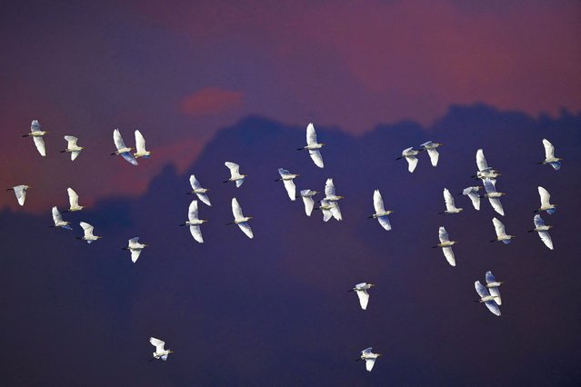 Egrets fly in Dambulla, Sri Lanka on November 7, 2024. (Photo by Ishara S. Kodikara/AFP Photo)