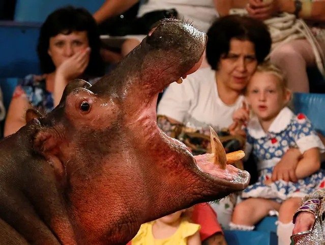 A hippopotamus performs during a show at the circus in Krasnoyarsk, Siberia, Russia, July 7, 2016. (Photo by Ilya Naymushin/Reuters)