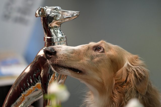 A Russian Hunting Sighthound is seen beside a trophy during a competition at a dog show in Dortmund, Germany, Friday, November 8, 2024. (Photo by Martin Meissner/AP Photo)