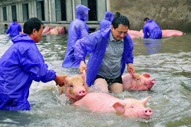 Employees save pigs from a flooded farm in Lu'an, Anhui Province, China July 5, 2016. (Photo by Reuters/Stringer)