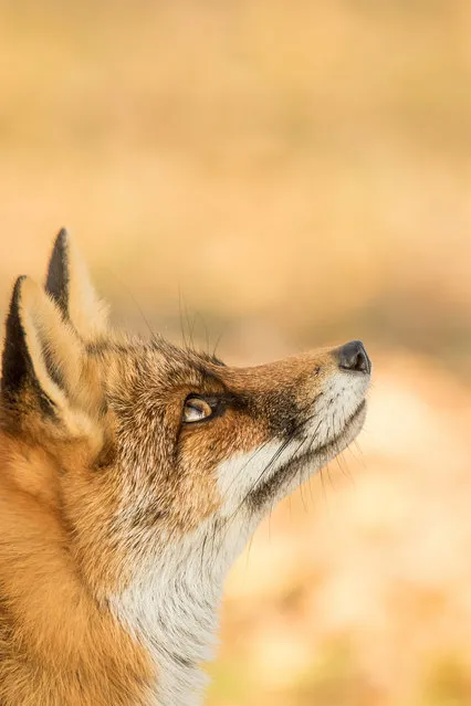 Highly commended: Red Fox by Becca Fulcher. (Photo by Becca Fulcher/Mammal Photographer of the Year 2020)