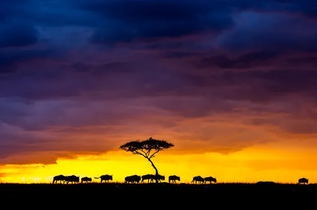 A herd of wildebeest cross the skyline against the fading light in Masai Mara, Kenya, 25 August 2017. Stunning sunset photos silhouette Africa’s wildlife against streaks of orange and red sky. In August, German photographer Ingo Gerlach was on safari in the Masai Mara when he convinced his safari guide to stop and take in the sunset. The wildlife photographer was rewarded with his patience by an eye-catching sunset, which cast Africa’s wildlife into dark shadows against the vibrant skies. (Photo by Ingo Gerlach/Barcroft Images)