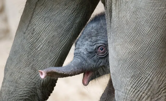 A female baby elephant stands next to her mother Salvana on September 4, 2017 one day after she was born at Tierpark Hagenbeck zoo in Hamburg, northern Germany. (Photo by Daniel Reinhardt/AFP Photo/DPA)