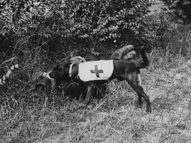 A Red Cross dog finds a wounded soldier, circa 1917. (Photo by Hulton Archive/Getty Images)