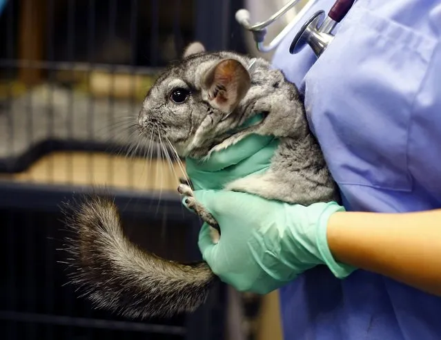 A rescued chinchilla is held by a veterinarian at the San Diego Humane Society in Oceanside, California after Hollywood mogul and co-creator of The Simpsons, Sam Simon, financed the purchase of a chinchilla farm in order to rescue over 400 chinchillas and close the Vista, California business August 19, 2014. (Photo by Mike Blake/Reuters)