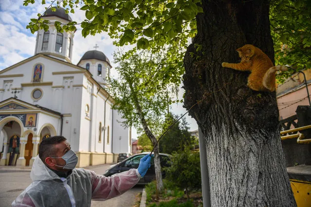 A Romanian Christian Orthodox volunteer, wearing protective outfits, plays with his tomcat called “Trump” in the courtyard of a church on the Easter Sunday on April 12, 2020 after a religious service held within closed doors due to the social distancing rules amid the spread of the coronavirus pandemic. (Photo by Daniel Mihailescu/AFP Photo)