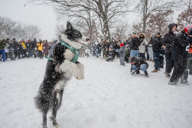 A dog and people participate in the Great Meridian Chill Battle, an annual snowball fight, at Meridian Hill Park following a snowstorm on January 6, 2025 in Washington, DC. This snowball fight marks the 15th season of the event, organized by the Washington DC Snowball Fight Association. (Photo by Jon Cherry/Getty Images)