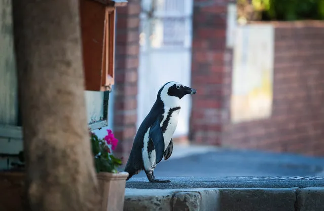 An African penguin (Spheniscus demersus) waddles along an empty sidewalk during the coronavirus lockdown in the Simonstown suburb of Cape Town, South Africa, 25 April 2020. The date happens to coincide with World Penguin Day. The African penguin, also known as the Cape penguin, is experiencing a rapid population decline and is classified as 'endangered' by the International Union for Conservation of Nature's (IUCN) Red List of Threatened Species. South Africa has imposed a nationwide lockdown until the end of April, when authorities are set to downgrade it to the slightly-less-restrictive Level 4 as part of the government's risk-adjusted strategy to try to stem the spread of the SARS-CoV-2 coronavirus causing the COVID-19 disease. (Photo by Nic Bothma/EPA/EFE)