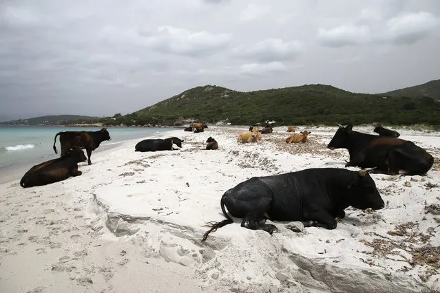 Wild cows lie on the sand at Mar e Sol beach in Porticcio, on the French Mediterranean island of Corsica, on May 13, 2020, as beaches is Corsica remain closed three days after France partially eased lockdown measures taken to curb the spread of the COVID-19 pandemic, caused by the novel coronavirus. (Photo by Pascal Pochard-Casabianca/AFP Photo)