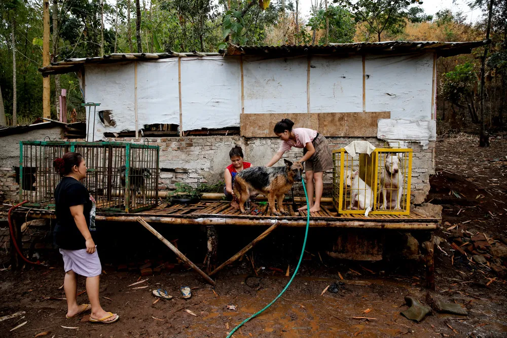 Wild Boars against Dogs – Indonesian Fight Contest