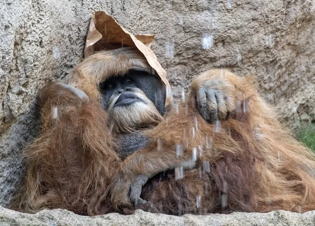 Orang-utan “Bimbo” relaxes behind a  waterfall in his enclosure in the Zoo in Leipzig, central Germany, Monday, August 8, 2016. (Photo by Jens Meyer/AP Photo)