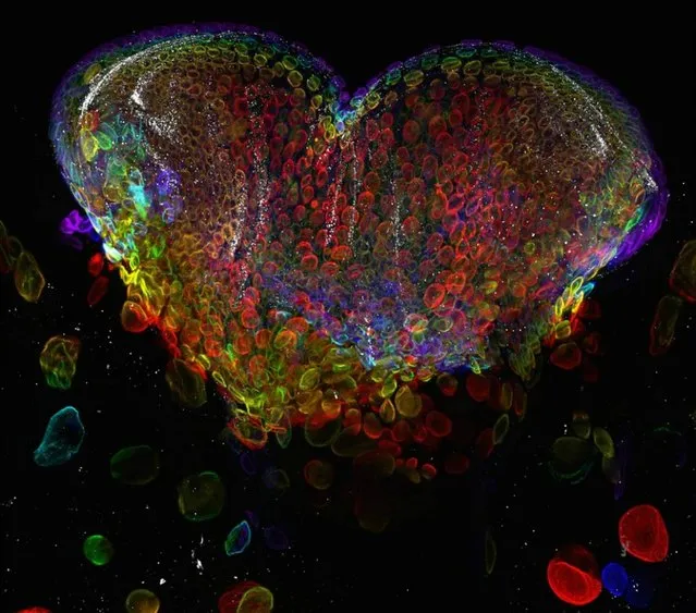 Nikon Small World Photomicrography Competition 2012. 7th Place. “Eye organ of a Drosophila melanogaster (fruit fly) third-instar larvae (60x)”. (Photo by Dr. Michael John Bridge, University of Utah, HSC Core Research Facilities – Cell Imaging Lab, Salt Lake City, Utah, USA)