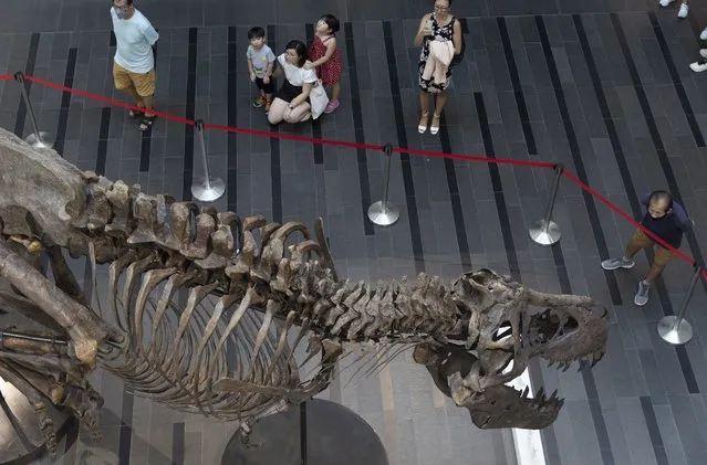 Visitors look at the skeleton of a Tyrannosaurus Rex named “Shen the T. Rex” during a preview by auction house Christie's at the Victoria Theatre and Concert Hall in Singapore, 28 October 2022. The dinosaur fossil will be exhibited at the Victoria Theatre & Concert Hall from 28 to 30 October before being auctioned at the Hong Kong Convention and Exhibition Centre on 30 November. The 1,400kg T-Rex, measuring 12.2 meters long, 4.6 meters high and 2.1 meters wide, will be the first full Tyrannosaurus Rex fossil offered at an auction in Asia. (Photo by How Hwee Young/EPA/EFE)