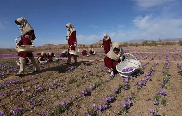 Afghan women collect saffron flowers in the Karukh district of Herat, Afghanistan, 06 November 2016. The Saffron industry in the province of Herat, based on the figures, has hired more than 5,000 people with 40 per cent of them women covering about 1000 acres of land. The plant is seen as an alternative to the poppy cultivation and international buyer around the world have been attracted for its good quality including Europe, the USA, China and India. (Photo by Jalil Rezayee/EPA)