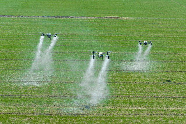 Three unmanned plant protection machines carry out precision spraying at a wheat planting base in Suqian, Jiangsu province, China on March 18, 2025. (Photo by CFOTO/Future Publishing via Getty Images)