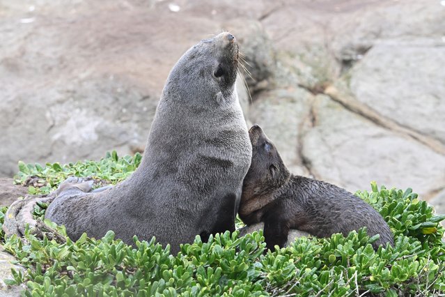 A New Zealand fur seal pup rests with its mother on a rock in Katiki Point, the southern end of the Moeraki Peninsula, about 80 kilometers north of Dunedin on March 18, 2025. (Photo by Sanka Vidanagama/AFP Photo)
