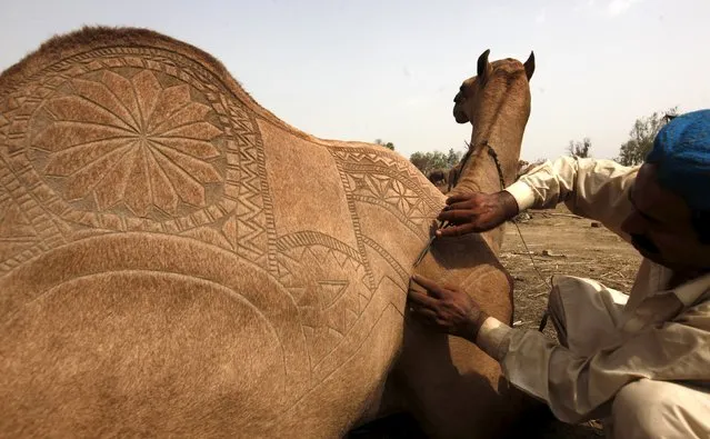 A sacrificial camel gets a haircut with patterns at the animal market on the outskirts of Karachi, Pakistan September 22, 2015. (Photo by Akhtar Soomro/Reuters)