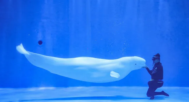A beluga whale paddles in the Dragon Palace in Huaian, Jiangsu Province, on July 23, 2020. On a hot summer day, go to the Ocean Pavilion for cooling. (Photo by Sipa Asia/Rex Features/Shutterstock)