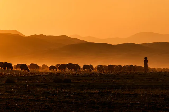 “A shepherd”. The wide fields around our excavation site in Iraqi Kurdistan invited us to enjoy sunsets on a daily basis. When contemplating the setting sun again, I saw a shepherd with his flock from afar. Photo location: Iraqi Kurdistan, Iraq. (Photo and caption by Juan Aguilar/National Geographic Photo Contest)