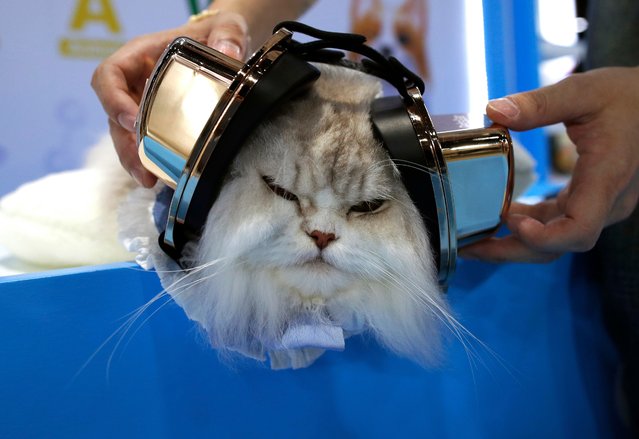 A cat wears an earmuff product used to protect pets from loud noise during the Pet Expo Thailand 2025 in Bangkok, Thailand, 01 May 2025. The annual Pet Expo trade runs from 01 to 04 May. (Photo by Rungroj Yongrit/EPA/EFE)
