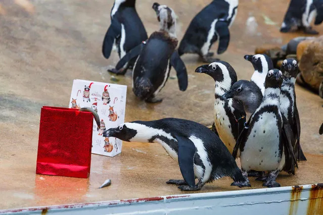 The penguins at the Hanover zoo explore a gift bag containing fish in Hanover, Germany, 19 December 2017. The zoo placed Christams presents inside their cages. (Photo by Philipp von Ditfurth/DPA)