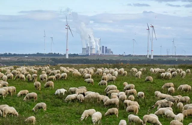 A photo taken on October 16, 2022 shows a herd of sheep near the coal-fired power plant Neurath run by RWE and wind turbines in Luetzerath, western Germany. German multinational energy company RWE plans to entirely demolish houses in the village of Luetzerath for coal mining. RWE also brought forward its exit from coal power to 2030 on October 4, 2022 amid fears the country's plans to abandon fossil fuels are wobbling following the energy crisis caused by Russia's war in Ukraine. Russia's curtailing of gas exports to Germany in the wake of the Ukraine war has forced Berlin to make the radical decision to restart mothballed coal power stations, at least temporarily. (Photo by Ina Fassbender/AFP Photo)