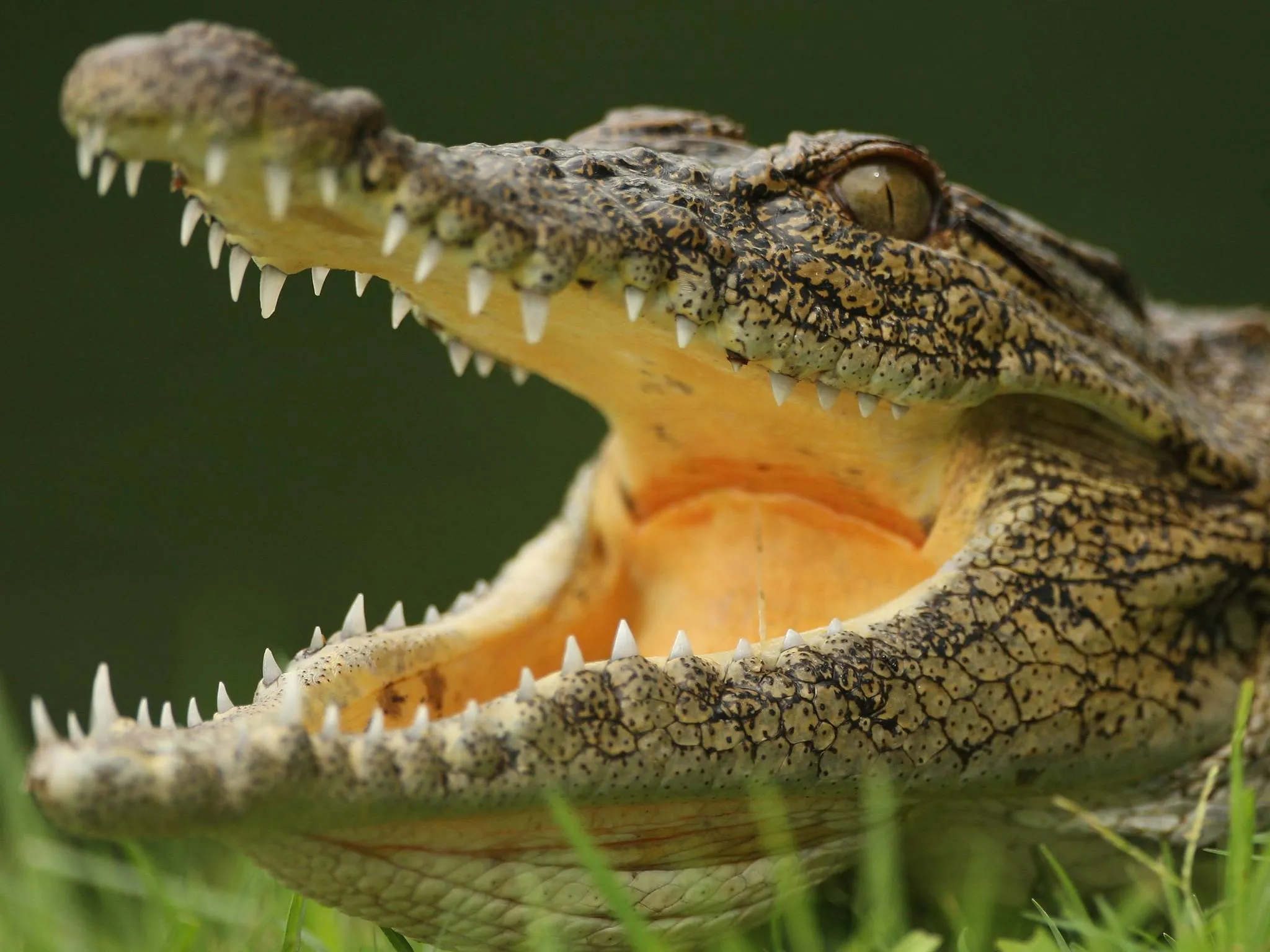 Thousands of Crocodiles Escape From Farm