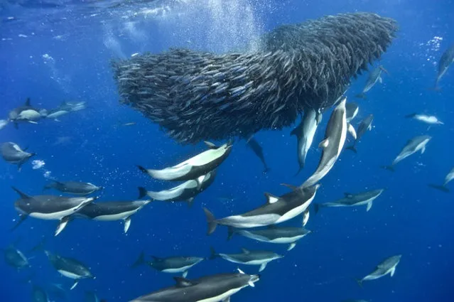 Sharks And Dolphins Preying On Mackerel
