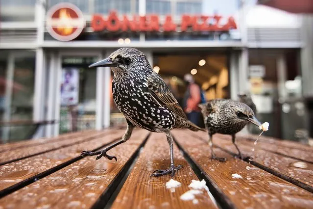 Starlings feasting on crumbs from pizza and doner kebabs at Alexanderplatz in Berlin, Germany. (Photo by Anton Trexler/Close Up Photographer of the Year)