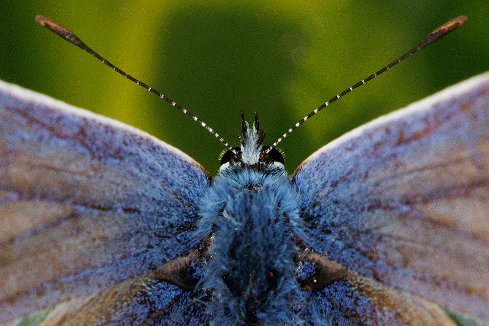 Some Photos: Insects