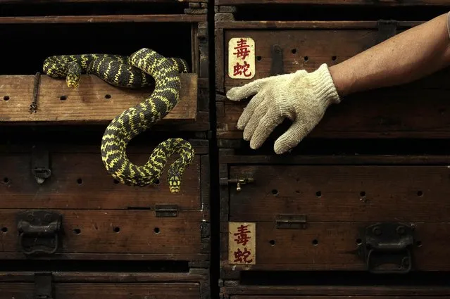 Snakes hang from a wooden cabinet marked with the Chinese characters “poisonous snake”, at a snake soup shop ahead of the Spring Festival in Hong Kong January 29, 2013. The Lunar New Year, also known as the Spring Festival, begins on February 10 and marks the start of the Year of the Snake, according to the Chinese zodiac. Picture taken January 29, 2013. (Photo by Bobby Yip/Reuters)
