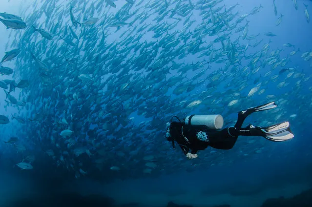 Mika Woyda surrounded by the school of Big-eye trevally. (Photo by Caine Delacy/Mika Woyda/Caters News)