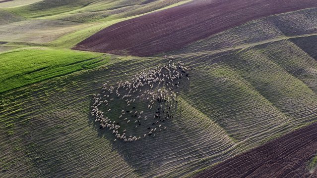 An aerial view of the Arguvan highlands in Malatya, Turkiye on May 13, 2025. The fertile highlands support animal husbandry, and various fruits, cereals, and legumes are cultivated. The region's green plains stretch to the banks of the Euphrates River. (Photo by Bayram Ayhan/Anadolu via Getty Images)