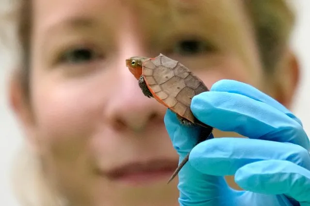 A young Big Headed Turtle is inspected during the annual stocktake at London Zoo in London, Tuesday, January 3, 2023. Caring for over 500 different species, zookeepers will be kicking off the new year by tallying up every mammal, bird, reptile, fish and invertebrate at the Zoo – from gorillas to turtles. (Photo by Kirsty Wigglesworth/AP Photo)