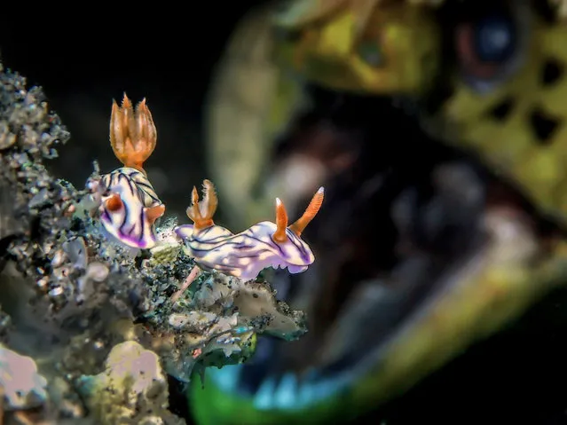 Up-and-coming underwater photographer of the year – winner. “Roar” by ManBd (Malaysia). Location: Yos Dive Lembeh house reef. While the photographer was shooting these three nudi a moray eel suddenly appeared out of the blue totally changing the composition. As the judge noted: “the result is a superb demonstration of blur which I would never have believed would work against the three nudis. The soft left eye of the moray together with the gleaming white teeth towards the bottom round off this image”. (Photo by ManBd UiDive/UPY 2018)