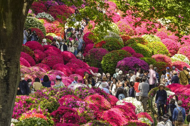 Azalea in full bloom attract visitors at Nezu Shrine garden in Tokyo, Japan, 19 April 2024 while highest temperature in central Tokyo rose into 23.4 degrees Celsius, 3.4 degrees higher than usual. About 100 types of 3,000 azaleas attract visitors during the Azalea Festival held at the shrine from 30 March to 30 April in 2024. (Photo by Kimimasa Mayama/EPA)