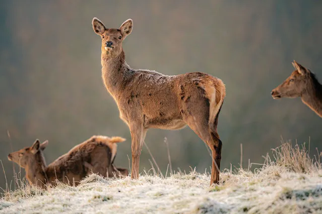 A deer has frost on its back as it grazes during sunrise at Ashton Court Estate, Bristol on Tuesday, January 24, 2023, where clear misty skies and a cold morning brings frost across parts of the south west UK. People across many parts of the country are bracing themselves for few days of travel disruption as snow, ice and bitterly cold temperatures grip the nation. (Photo by Ben Birchall/PA Images via Getty Images)
