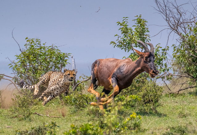 An antelope tries to avoid becoming dinner as it is chased down by a cheetah near the Oltepesi safari camp in the Masai Mara reserve, Kenya in the last decade of July 2025. (Photo by Ivan Glaser/Animal News Agency)