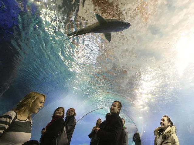 People watch fish in newly opened Africanarium zoo in Wroclaw , Poland, Tuesday, November 18, 2014., an oceanarium complex presenting various ecosystems connected with water environment of Africa. (Photo by Czarek Sokolowski/AP Photo)