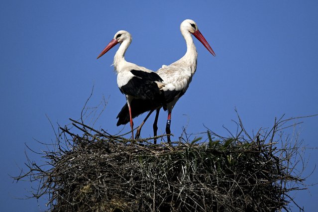 Storks are pictured nesting at Aljustel, Alentejo on April 4, 2024. Abundant food found in landfills combined with warmer weather caused by climate change are leading the vast majority of storks to skip this arduous journey and stay year-round in Portugal, where their nests often crown electricity pylons which humans have helped make safer for them. (Photo by Patrícia de Melo Moreira/AFP Photo)