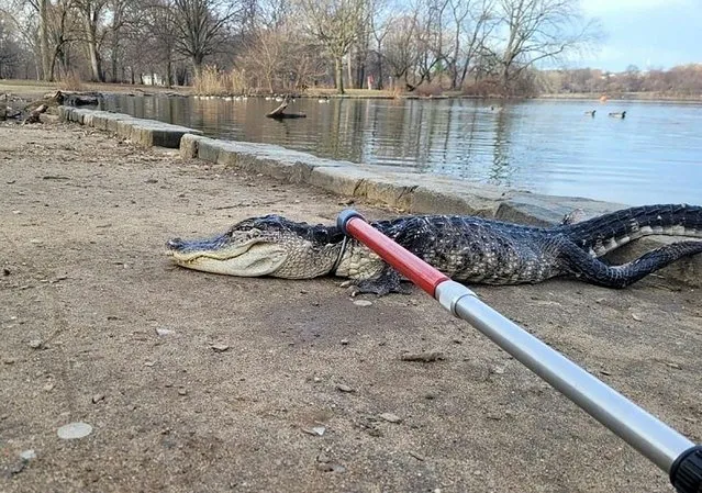 In this handout photo provided by NYC Parks on February 20, 2023, an approximately 4 foot long alligator is tended to by Parks Enforcement Patrol and Urban Park Rangers, at Prospect Park in the Brooklyn borough of New York City on February 19, 2023. Alligators inhabit Florida and the humid southeast of the United States: much further north, in New York, one was found alive, but in a very poor condition, in a pond in a Brooklyn park, the city announced on February 20, 2023. The rare discovery of the animal, probably abandoned by its owner, was made Sunday morning in the lake of Prospect Park. (Photo by NYC Parks/AFP Photo)