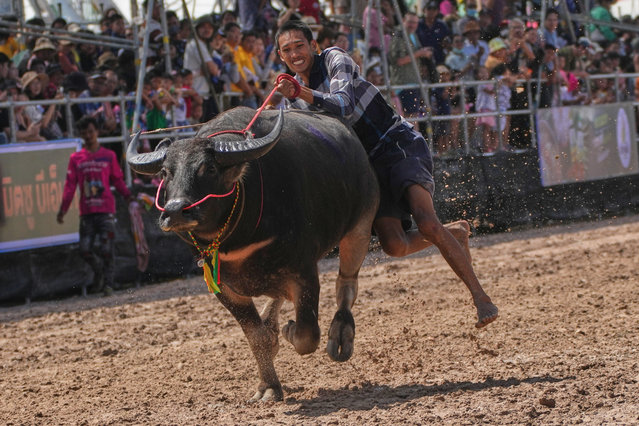 A Thai buffalo rider loses his balance and falls in a sprint event during an annual buffalo racing festival in Chonburi, Thailand, Monday, October 6, 2025. (Photo by Sakchai Lalit/AP Photo)