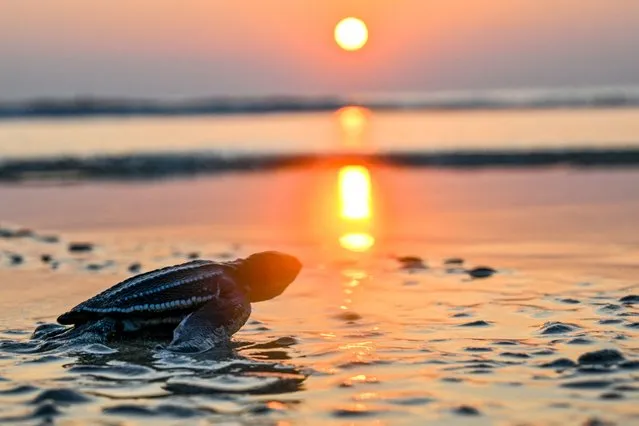 A small Leatherback sea turtle heads towards the sea during the sunset at Lhoknga beach in Aceh province on February 25, 2023. (Photo by Chaideer Mahyuddin/AFP Photo)