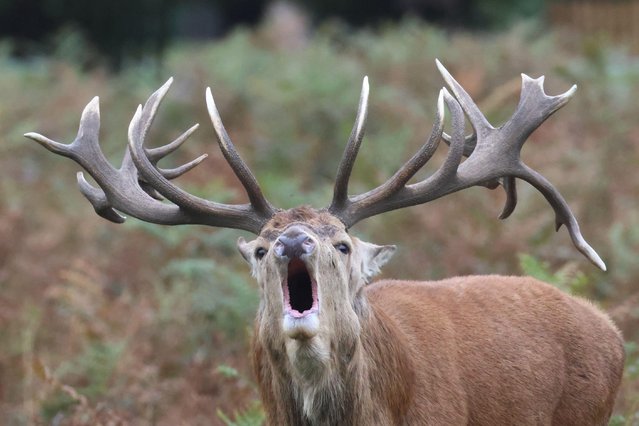 The Red deer rut continues with large males bellowing as a sign of dominance at Bushy park in London on October 14, 2025. (Photo by Ed Brown/Alamy Live News)