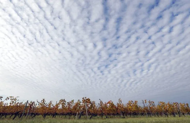 Clouds fill the sky above yellow and orange colored leaves in the vineyards which produce grapes for Puisseguin-Saint Emilion wine as fair autumn weather continues in Puisseguin near Bordeaux, France, October 26, 2015. (Photo by Regis Duvignau/Reuters)