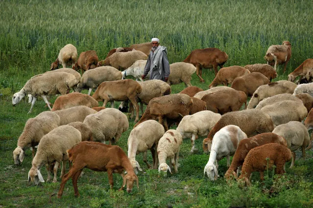 Nawab Khan guides his herd of sheep along a field on the outskirts of Peshawar, Pakistan April 8, 2018. (Photo by Fayaz Aziz/Reuters)