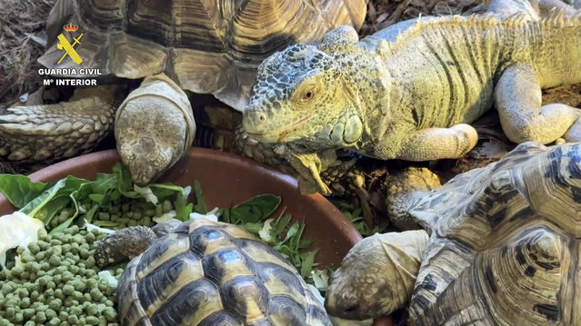 This handout image taken from video by the Spanish Civil Guard and released on November 15, 2025 shows some of the 472 protected exotic animals seized during an operation at a fake wildlife shelter in Burgohondo, near Avila. The animals belong to various species of turtles, iguanas, geckos, tarantulas, and monitor lizards among others. Four people have been investigated for their alleged membership in a criminal organization dedicated to the illegal trafficking of these animals. (Photo by Handout/Spanish Interior Ministry/AFP Photo)