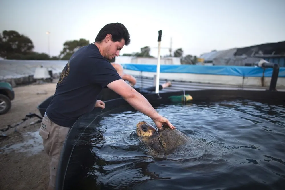 Sea Turtle Transferred From Israel to Turkey