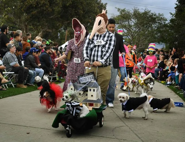 Dogs dressed in Halloween costumes are displayed during the annual Haute Dog Howl'oween parade in Long Beach, California on October 30, 2016. The parade, which claims to be the largest Halloween dog event in the world, sees hundreds of dogs and their owners dressed in colorful costumes celebrating the festival. (Photo by Mark Ralston/AFP Photo)